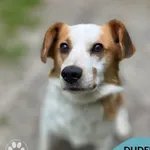 Pies do adopcji, Gdynia, 16 sierpnia 2026