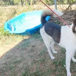 Roki