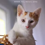 Kot do adopcji, Rzeszów, 16 sierpnia 2026