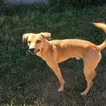 Tobi