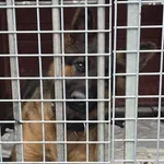 Pies do adopcji, Gorzów Wielkopolski, 14 sierpnia 2026