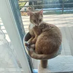 Zaginął roczny kot Simba