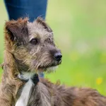 Pies do adopcji, Racławice, 14 sierpnia 2026