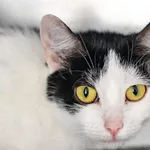 Kot do adopcji, Racławice, 10 sierpnia 2026
