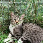 Kot do adopcji, Piła, 10 czerwca 2026