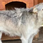 Pies do adopcji, Głowno, 18 sierpnia 2026