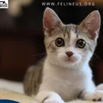 Kot do adopcji, Rzeszów, 19 sierpnia 2026