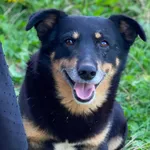 Pies do adopcji, Głowno, 18 sierpnia 2026