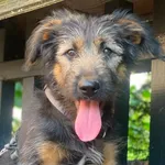 Pies do adopcji, Głowno, 20 sierpnia 2026