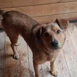 Pies do adopcji, Rytlów, 20 sierpnia 2026
