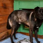 Pies do adopcji, Rytlów, 20 sierpnia 2026