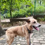 Pies do adopcji, Ropczyce, 19 sierpnia 2026