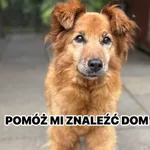 Oddam psa, Olsztyn, 22 sierpnia 2026