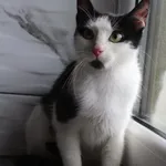 Kiti 340/26