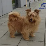 Mała