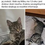 Zaginął kot, Szczecin, 24 sierpnia 2026