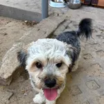 Loki