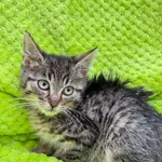 Kot do adopcji, Bydgoszcz, 25 sierpnia 2026
