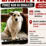 Zaginął pies, Kazimierzowo, 25 sierpnia 2026