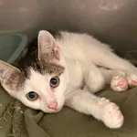 Kot do adopcji, Bydgoszcz, 25 sierpnia 2026