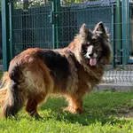 Pies do adopcji, Bydgoszcz, 25 sierpnia 2026