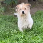 Pies do adopcji, Bydgoszcz, 25 sierpnia 2026
