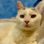 Kot do adopcji, Jelenia Góra, 20 lipca 2026