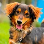 Pies do adopcji, Piła, 19 czerwca 2026
