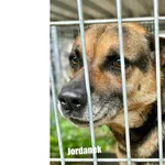 Pies do adopcji, Przyborówko, 27 sierpnia 2026