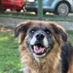 Pies do adopcji, Bydgoszcz, 26 sierpnia 2026