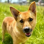 Pies do adopcji, Jelenia Góra, 1 lipca 2026
