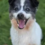 Pies do adopcji, Jelenia Góra, 15 czerwca 2026