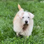 Pies do adopcji, Bydgoszcz, 26 sierpnia 2026