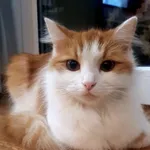 Dafne (Niunia)