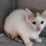 Kocurek Pastelek