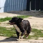 Pies do adopcji, Pabianice, 23 sierpnia 2026