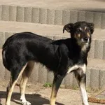 Pies do adopcji, Pabianice, 23 sierpnia 2026
