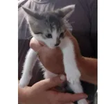 Fiodor