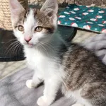Kot do adopcji, Henrykowo, 30 czerwca 2026