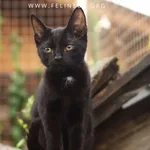 Kot do adopcji, Rzeszów, 31 sierpnia 2026