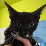 Lena ID: 6688