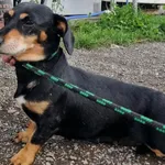 Znaleziono psa, Racławice, 29 sierpnia 2026