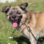 Pies do adopcji, Korabiewice, 31 sierpnia 2026