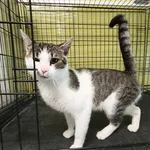 Kot do adopcji, Racibórz, 16 sierpnia 2026