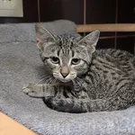 Kot do adopcji, Racibórz, 12 sierpnia 2026