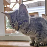 Pszczółka ID: 6681
