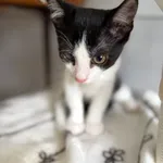 Kot do adopcji, Bełchatów, 10 lipca 2026