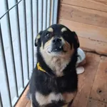 Pies do adopcji, Rytlów, 2 września 2026