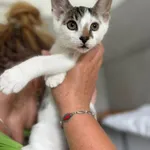 Kot do adopcji, Bełchatów, 10 lipca 2026