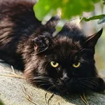 Jagoda